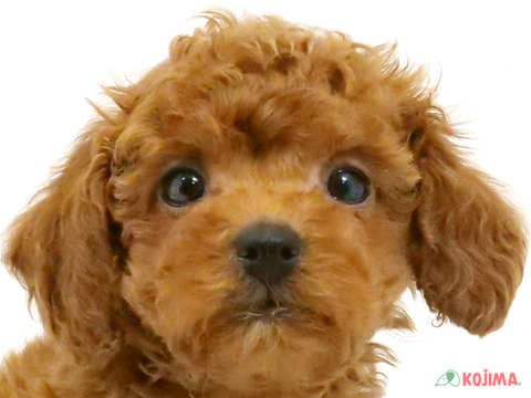 東京都のトイプードル(トイ) (コジママチノマ大森店/2024年3月1日生まれ/男の子/レッド)の子犬
