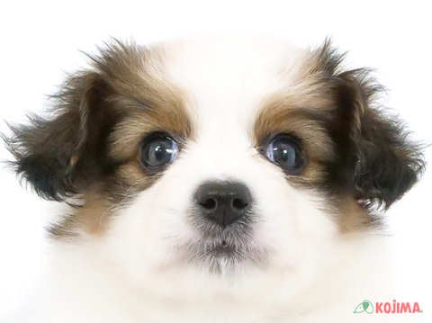 東京都のパピヨン (コジマ国領店/2024年3月5日生まれ/女の子/ホワイトブラウン)の子犬