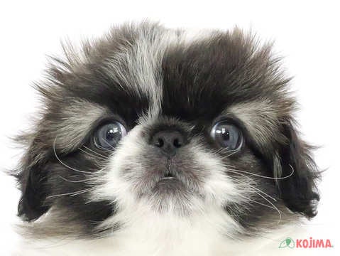 東京都のペキニーズ (コジマ国立店/2024年2月25日生まれ/男の子/パーティーカラー)の子犬