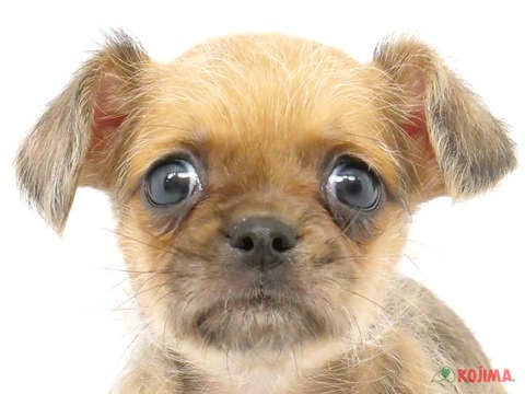 神奈川県のハーフ犬 (コジマニトリモール相模原店/2024年3月5日生まれ/男の子/イザベラマール)の子犬