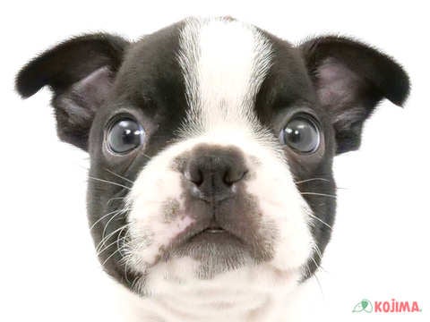 神奈川県のボストンテリア (コジマ横浜青葉店/2024年3月4日生まれ/男の子/ボストンカラー)の子犬