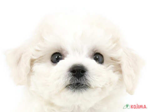 東京都のビションフリーゼ (コジマ目黒碑文谷店/2024年2月27日生まれ/女の子/ホワイト)の子犬