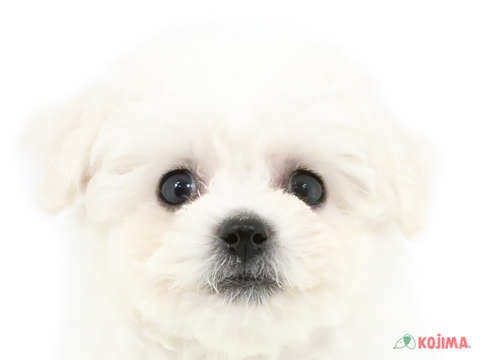 神奈川県のビションフリーゼ (コジマ横浜青葉店/2024年2月27日生まれ/女の子/ホワイト)の子犬