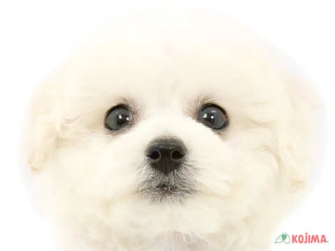 千葉県のビションフリーゼ (コジマアリオ市原店/2024年2月27日生まれ/男の子/ホワイト)の子犬