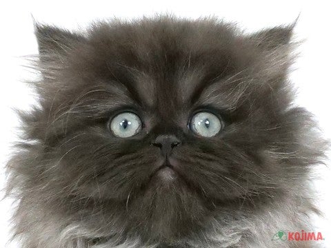 東京都のペルシャ (コジマGRAND亀戸店/2024年3月3日生まれ/女の子/ブラック)の子猫