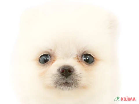 千葉県のポメラニアン (コジマアリオ柏店/2024年3月4日生まれ/女の子/ホワイトクリーム)の子犬
