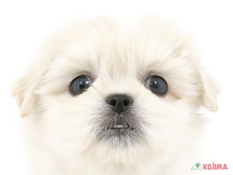 東京都のハーフ犬 (コジマソコラ用賀店/2024年3月3日生まれ/男の子/ホワイト)の子犬