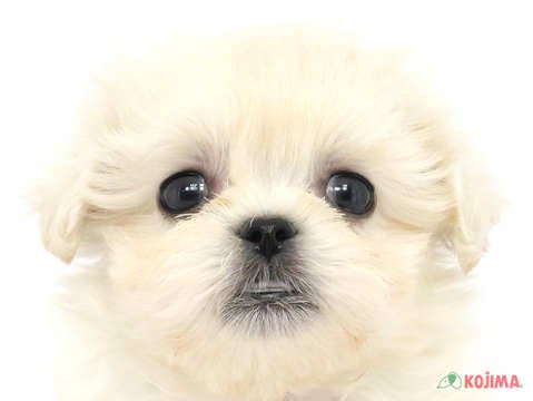 東京都のハーフ犬 (コジマ阿佐ヶ谷店/2024年3月3日生まれ/男の子/ホワイト)の子犬