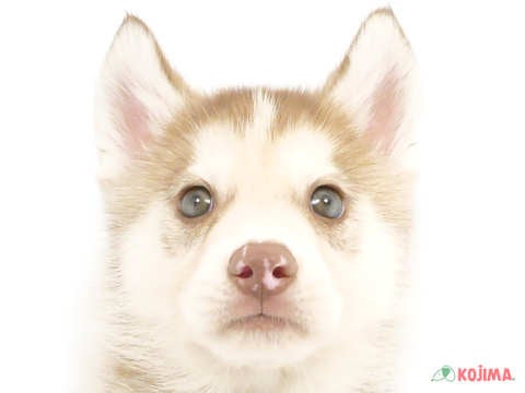 東京都のシベリアンハスキー (コジマ木場店/2024年3月3日生まれ/男の子/チョコレートホワイト)の子犬