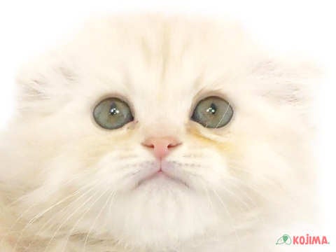 千葉県のスコティッシュフォールド (コジマアリオ市原店/2024年3月4日生まれ/男の子/クリームタビー)の子猫