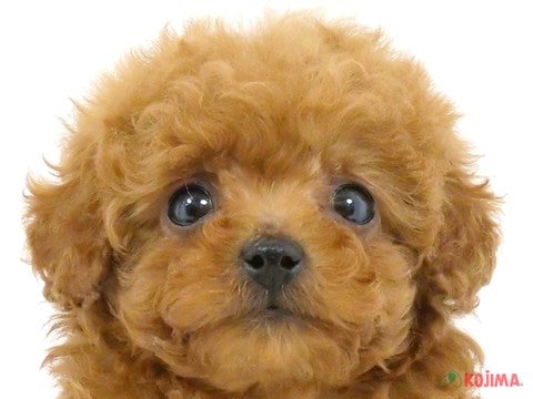 茨城県のトイプードル(トイ) (コジマイーアスつくば店/2024年2月20日生まれ/男の子/レッド)の子犬