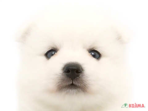 東京都の日本スピッツ (コジマ木場店/2024年3月5日生まれ/男の子/ホワイト)の子犬