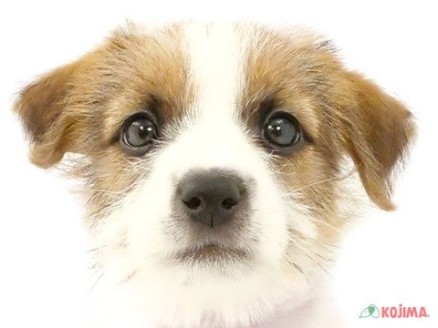 東京都のジャックラッセルテリア (コジマソコラ用賀店/2024年3月4日生まれ/男の子/タンホワイト)の子犬