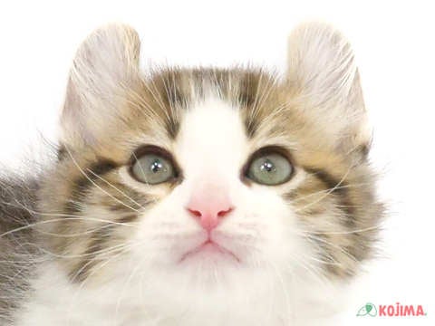 埼玉県のアメリカンカール (コジマニトリ川越店/2024年3月3日生まれ/男の子/ブラウンタビーホワイト)の子猫