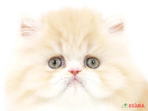 東京都のエキゾチックロングヘアー (コジマGRAND亀戸店/2024年3月4日生まれ/男の子/クリームホワイト)の子猫