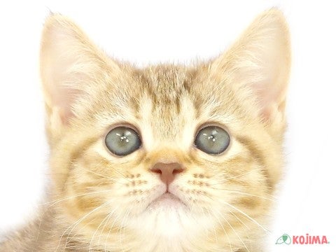 千葉県のスコティッシュストレート (コジマアリオ市原店/2024年3月6日生まれ/女の子/ブラウンパッチドタビー)の子猫