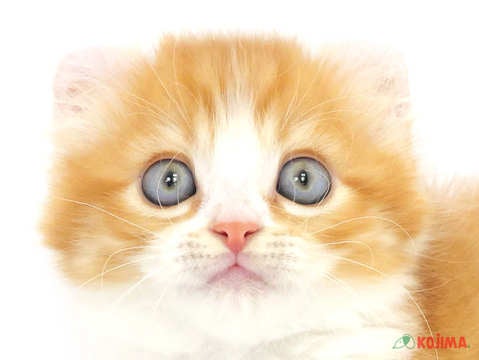埼玉県のアメリカンカール (コジマ戸田公園店/2024年3月3日生まれ/男の子/レッドタビーホワイト)の子猫