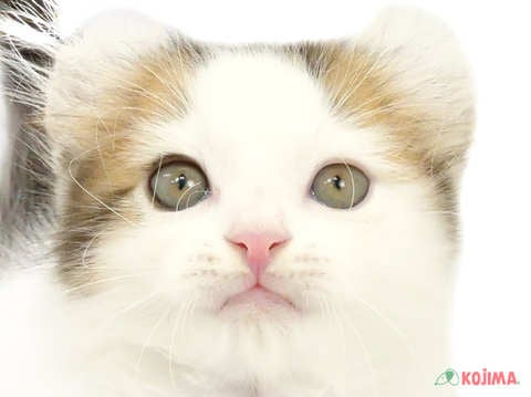 千葉県のアメリカンカール (コジマウエルケアセンター/2024年3月3日生まれ/男の子/ブラウンタビーホワイトバン)の子猫
