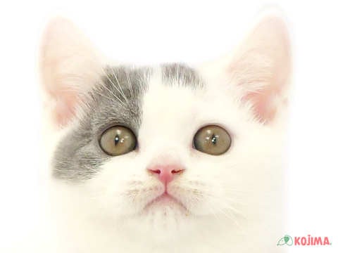 神奈川県のブリティッシュショートヘアー (コジマベイタウン横浜本牧店/2024年3月2日生まれ/男の子/ブルーホワイト)の子猫