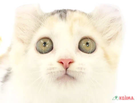 千葉県のアメリカンカール (コジマアリオ市原店/2024年2月21日生まれ/女の子/ブラウンパッチドタビーホワイト)の子猫