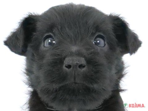 東京都のスコティッシュテリア (コジマ国立店/2024年3月5日生まれ/男の子/ブラック)の子犬
