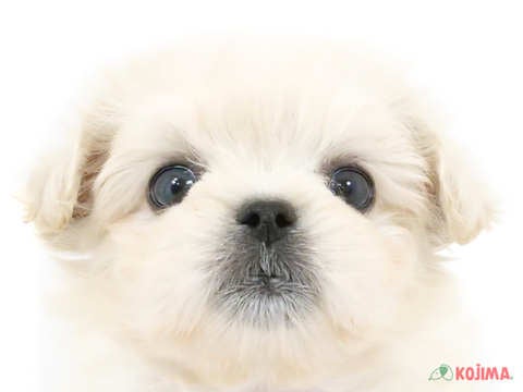 東京都のハーフ犬 (コジマ板橋店/2024年3月3日生まれ/男の子/ホワイト)の子犬