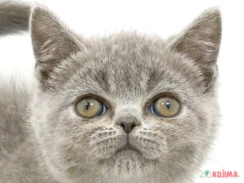 埼玉県のブリティッシュショートヘアー (コジマ大宮店/2024年3月5日生まれ/男の子/ブルー)の子猫