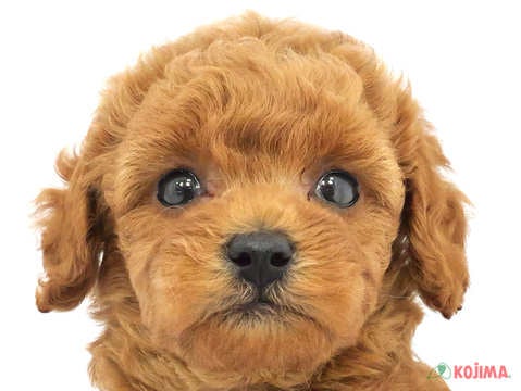 千葉県のトイプードル(トイ) (コジマ四街道店/2024年3月4日生まれ/男の子/アプリコット)の子犬