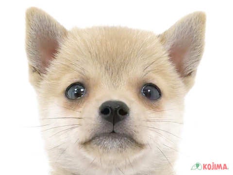 2024年3月2日生まれのポメ柴(ポメラニアン×柴犬)の1枚目の写真