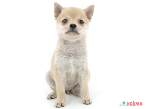 2024年3月2日生まれのポメ柴(ポメラニアン×柴犬)の2枚目の写真