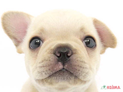 茨城県のフレンチブルドッグ (コジマイーアスつくば店/2024年3月3日生まれ/女の子/クリーム)の子犬