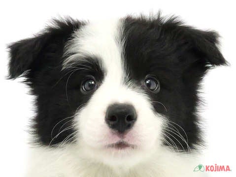 茨城県のボーダーコリー (コジマイーアスつくば店/2024年3月5日生まれ/男の子/ブラックホワイト)の子犬