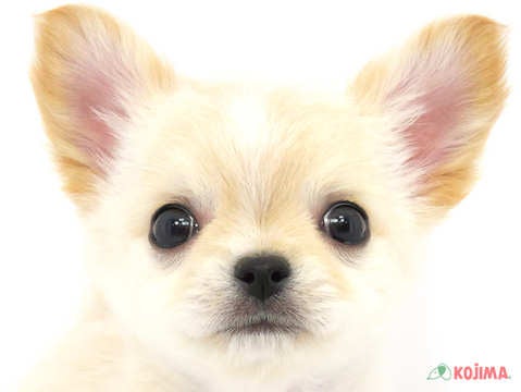 埼玉県のチワワ(ロング) (コジマ三郷店/2024年3月6日生まれ/男の子/クリームホワイト)の子犬