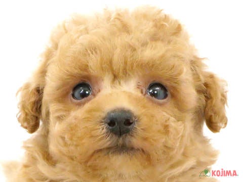 東京都のマルプー(マルチーズ×プードル) (コジマ新小岩店/2024年3月3日生まれ/男の子/クリームホワイト)の子犬