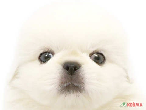 千葉県のペキニーズ (コジマアリオ柏店/2024年3月3日生まれ/男の子/ホワイト)の子犬