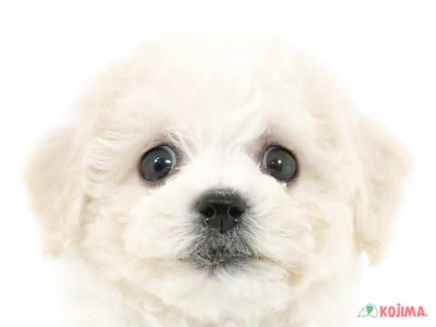 神奈川県のビションフリーゼ (コジマベイタウン横浜本牧店/2024年2月27日生まれ/女の子/ホワイト)の子犬