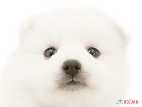 東京都の日本スピッツ (コジマ田端店/2024年3月5日生まれ/男の子/ホワイト)の子犬