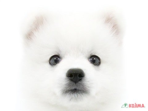 東京都の日本スピッツ (コジママチノマ大森店/2024年3月5日生まれ/男の子/ホワイト)の子犬