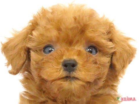 東京都のトイプードル(トイ) (コジマGRAND亀戸店/2024年3月5日生まれ/女の子/レッド)の子犬