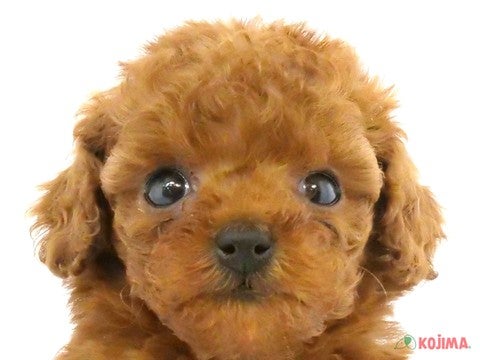 千葉県のトイプードル(トイ) (コジマ松戸店/2024年3月5日生まれ/女の子/レッド)の子犬