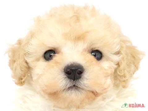 千葉県のマルプー(マルチーズ×プードル) (コジマ四街道店/2024年2月28日生まれ/女の子/アプリコット)の子犬