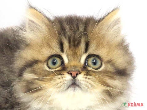東京都のエキゾチックロングヘアー (コジマソコラ用賀店/2024年3月3日生まれ/男の子/ブラウンタビー)の子猫