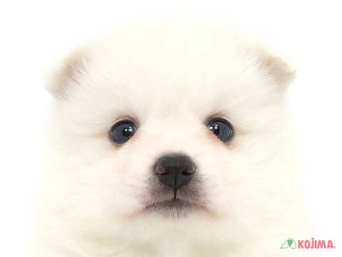 東京都の日本スピッツ (コジマ花小金井店/2024年3月5日生まれ/女の子/ホワイト)の子犬