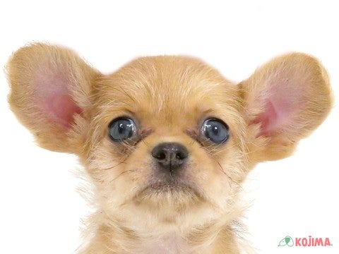 東京都のハーフ犬 (コジマ新小岩店/2024年3月5日生まれ/男の子/レッドマール)の子犬