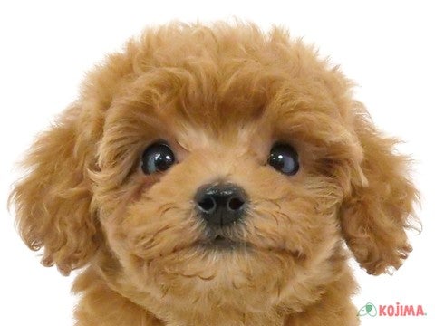 東京都のトイプードル(トイ) (コジマアリオ亀有店/2024年3月5日生まれ/女の子/レッド)の子犬