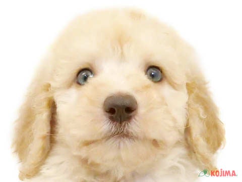 千葉県のスタンダードプードル (コジマアリオ市原店/2024年3月5日生まれ/男の子/クリーム)の子犬