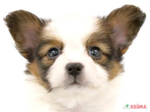東京都のパピヨン (コジマ国領店/2024年3月5日生まれ/男の子/ホワイトブラウン)の子犬