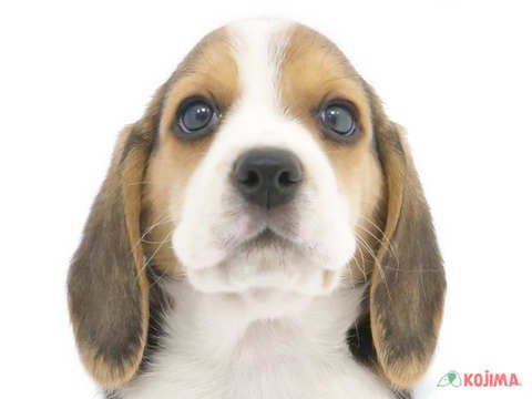 千葉県のビーグル (コジマ四街道店/2023年11月29日生まれ/男の子/ブラックタンホワイト)の子犬