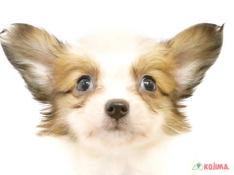 茨城県のパピヨン (コジマイーアスつくば店/2024年3月9日生まれ/男の子/ホワイトレッド)の子犬