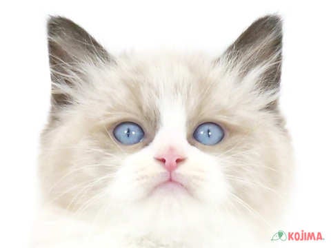 埼玉県のラグドール (コジマモラージュ菖蒲店/2024年3月3日生まれ/男の子/シールポイントバイカラー)の子猫